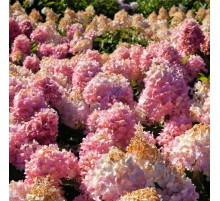 Гортензия метельчатая Мэджикал Свит Саммер (Magical Sweet Summer)
