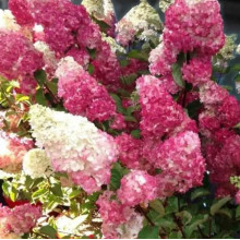 Гортензия метельчатая Строберри Блоссом (Strawberry Blossom)