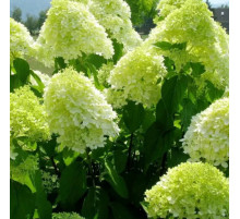 Гортензия метельчатая Лайм Лайт (Lime Ligte)