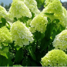 Гортензия метельчатая Лайм Лайт (Lime Ligte)