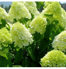 Гортензия метельчатая Лайм Лайт (Lime Ligte)